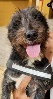 Dana, Mix - Hündin