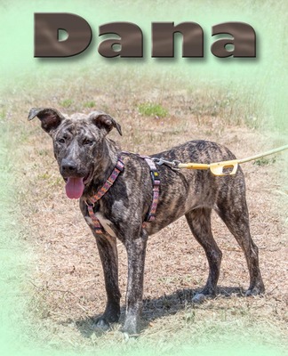 Dana - ein entzückendes Wesen, Mischling - Hündin