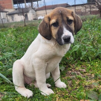 Danai - aufgeweckt & fröhlich 😉, Mischling Welpen - Hündin