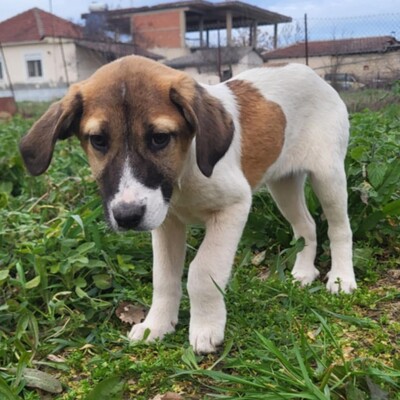 Danai - aufgeweckt & fröhlich 😉, Mischling Welpen - Hündin