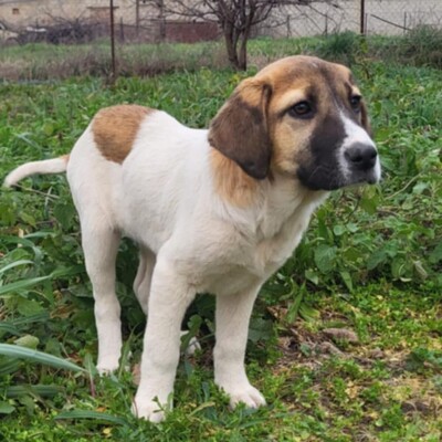 Danai - aufgeweckt & fröhlich 😉 / Vorgemerkt, Mischling Welpen - Hündin