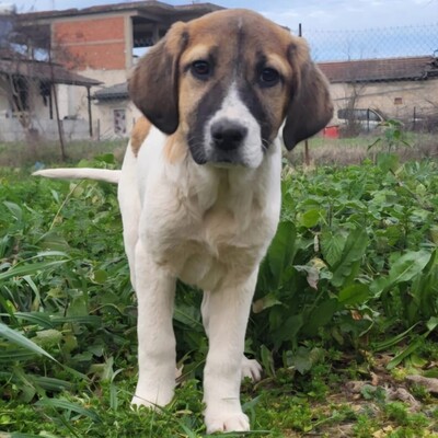 Danai - aufgeweckt & fröhlich 😉 / Vorgemerkt, Mischling Welpen - Hündin