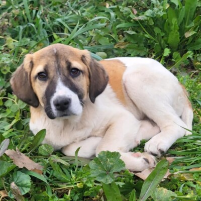 Danai - aufgeweckt & fröhlich 😉 / Vorgemerkt, Mischling Welpen - Hündin