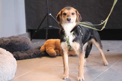 Dandy, Mischling Welpen - Rüde