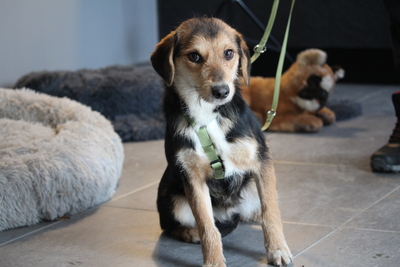 Dandy, Mischling Welpen - Rüde