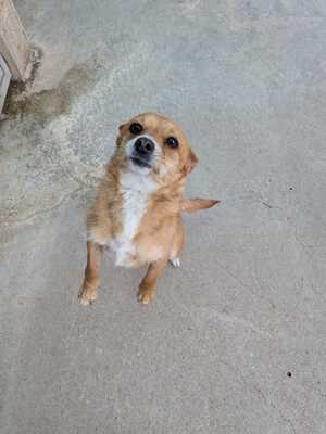 Daneli, Mischling - Hündin