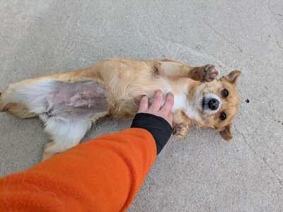 Daneli, Mischling - Hündin