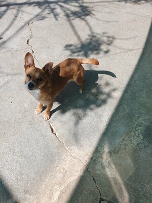 Daneli, Mischling - Hündin