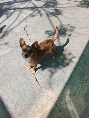 Daneli, Mischling - Hündin