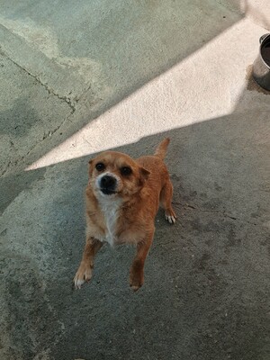 Daneli, Mischling - Hündin