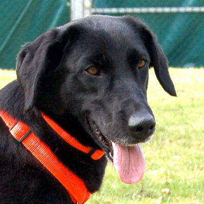 Dani, Labrador-Mix - Hündin