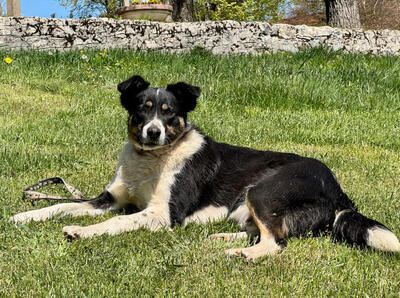Daniela freut sich auf IHRE Menschen, Mischling - Hündin