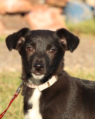 Dante, Mischling Welpen - Rüde