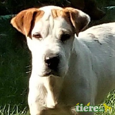 💖😃Dany ist ein liebenswerter Kerl💥👌, Mischling - Rüde