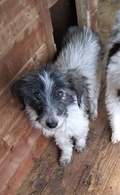 Darf Flocki bei dir ankommen?, Mischling - Hündin