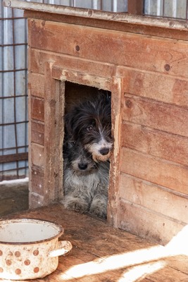 Darf Flocki bei dir ankommen?, Mischling - Hündin