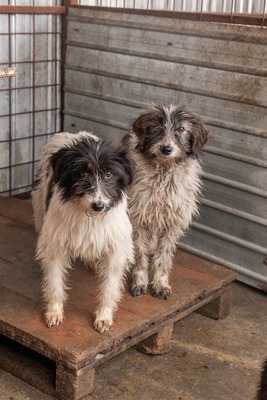 Darf Flocki bei dir ankommen?, Mischling - Hündin