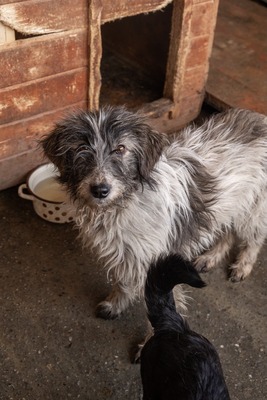 Darf Flocki bei dir ankommen?, Mischling - Hündin
