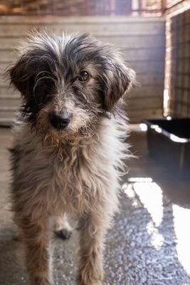 Darf Flocki bei dir ankommen?, Mischling - Hündin