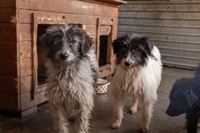 Darf Flocki bei dir ankommen?, Mischling - Hündin