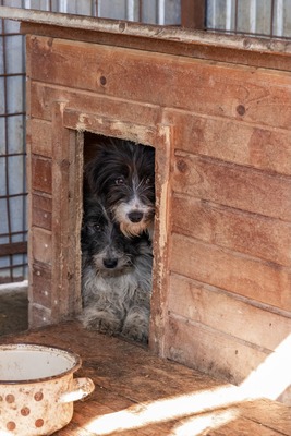 Darf Flocki bei dir ankommen?, Mischling - Hündin