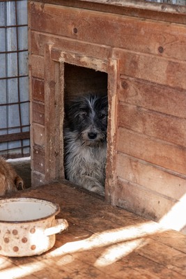 Darf Flocki bei dir ankommen?, Mischling - Hündin