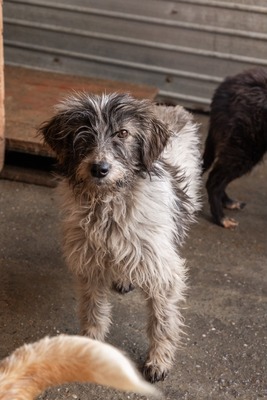 Darf Flocki bei dir ankommen?, Mischling - Hündin