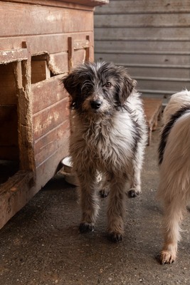 Darf Flocki bei dir ankommen?, Mischling - Hündin
