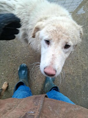 Darf Ylva dein Herz erobern?, Labrador - Mischling - Hündin