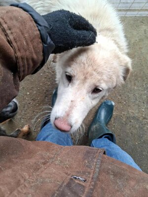 Darf Ylva dein Herz erobern?, Labrador - Mischling - Hündin