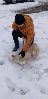 Darf Ylva dein Herz erobern?, Labrador - Mischling - Hündin