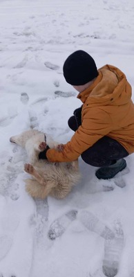 Darf Ylva dein Herz erobern?, Labrador - Mischling - Hündin