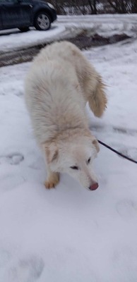 Darf Ylva dein Herz erobern?, Labrador - Mischling - Hündin