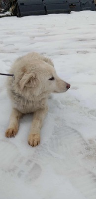Darf Ylva dein Herz erobern?, Labrador - Mischling - Hündin