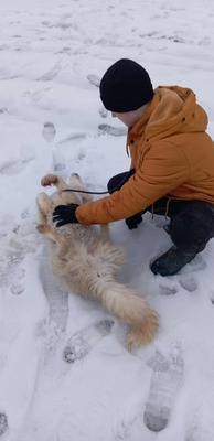 Darf Ylva dein Herz erobern?, Labrador - Mischling - Hündin