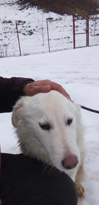 Darf Ylva dein Herz erobern?, Labrador - Mischling - Hündin