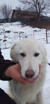 Darf Ylva dein Herz erobern?, Labrador - Mischling - Hündin