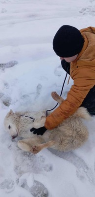 Darf Ylva dein Herz erobern?, Labrador - Mischling - Hündin