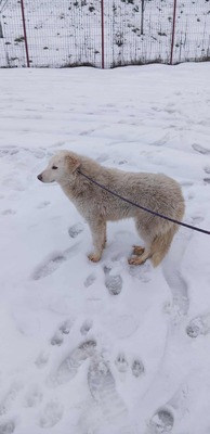 Darf Ylva dein Herz erobern?, Labrador - Mischling - Hündin