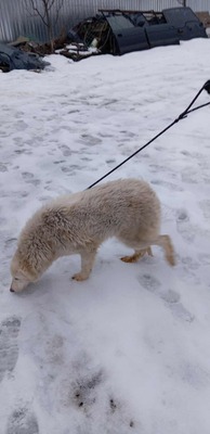 Darf Ylva dein Herz erobern?, Labrador - Mischling - Hündin