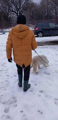 Darf Ylva dein Herz erobern?, Labrador - Mischling - Hündin