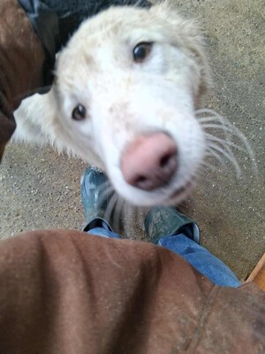 Darf Ylva dein Herz erobern?