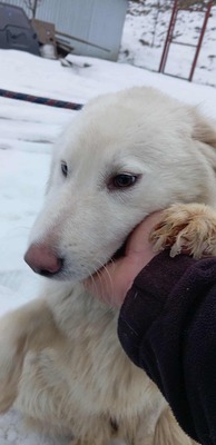 Darf Ylva dein Herz erobern?, Mischling - Hündin