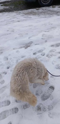 Darf Ylva dein Herz erobern?, Mischling - Hündin