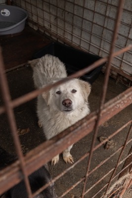 Darf Ylva dein Herz erobern?, Mischling - Hündin