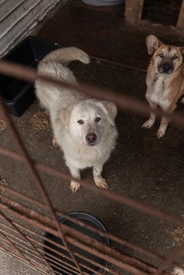 Darf Ylva dein Herz erobern?, Mischling - Hündin