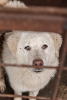Darf Ylva dein Herz erobern?, Mischling - Hündin