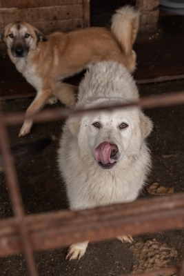Darf Ylva dein Herz erobern?, Mischling - Hündin