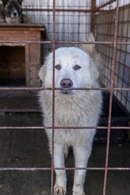 Darf Ylva dein Herz erobern?, Mischling - Hündin