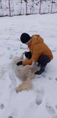 Darf Ylva dein Herz erobern?, Mischling - Hündin